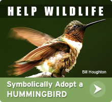 Help Wildlife. Symbolically adopt a ruby-throated hummingbird today!